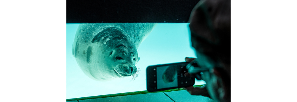 YouTube-serie Behind The Seals neemt publiek mee in verhuizing Zeehondencentrum