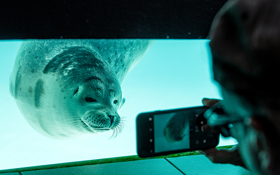 YouTube-serie Behind The Seals neemt publiek mee in verhuizing Zeehondencentrum